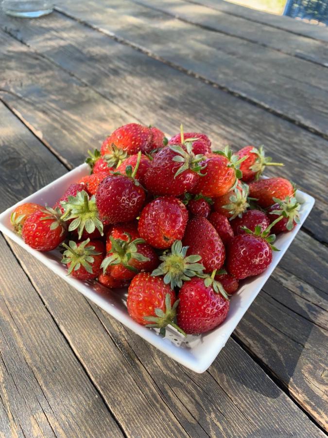 Agriturismo Turudhis 토르톨리 외부 사진