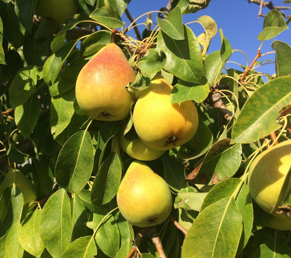 Agriturismo Turudhis 토르톨리 외부 사진