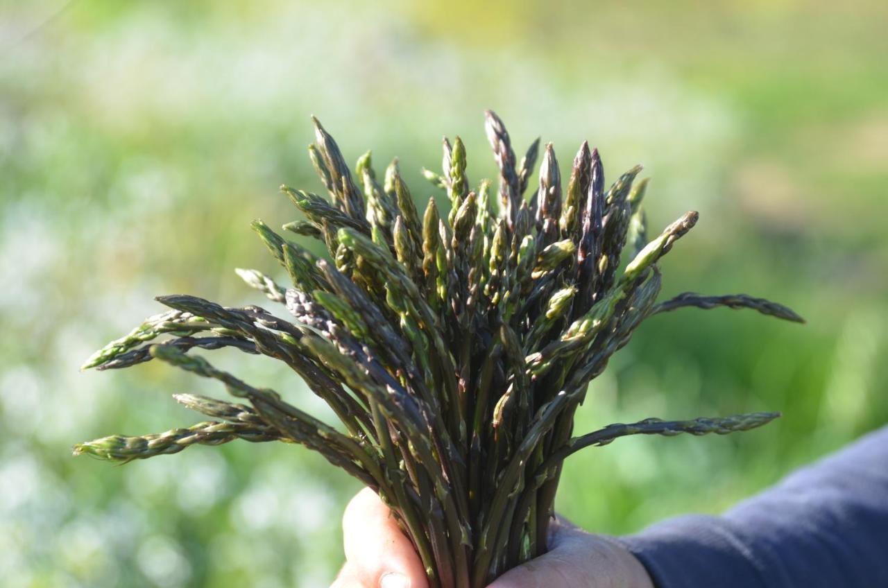Agriturismo Turudhis 토르톨리 외부 사진